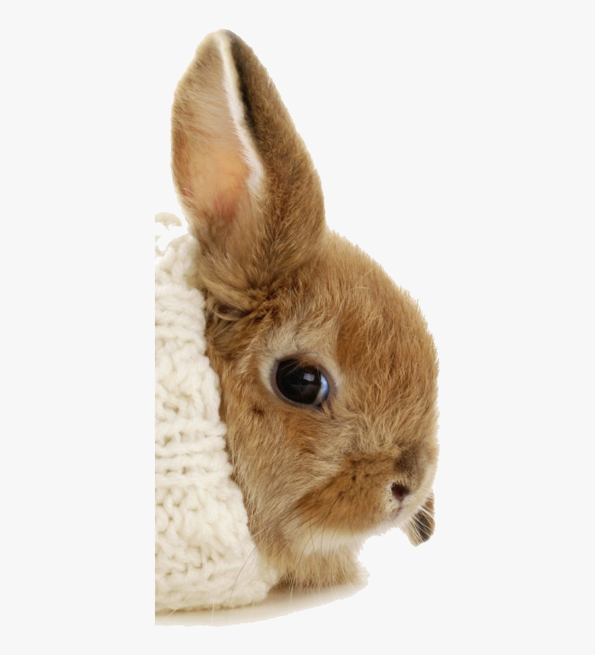 A - Bunny Burrito, HD Png Download
