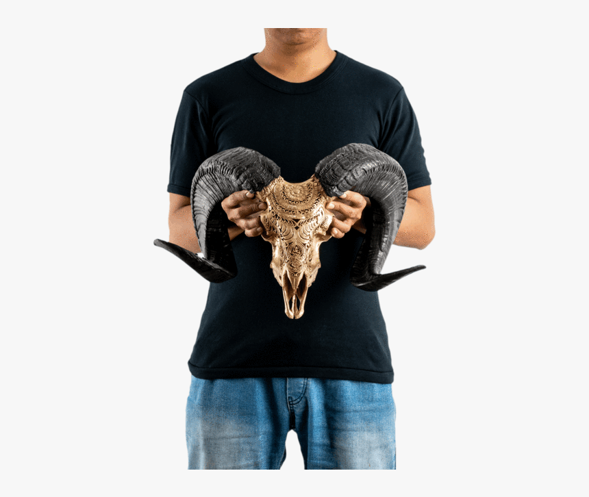 Carved Ram Skull - Bull, HD Png Download