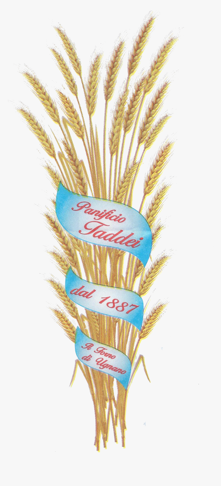Spiga - Einkorn Wheat, HD Png Download