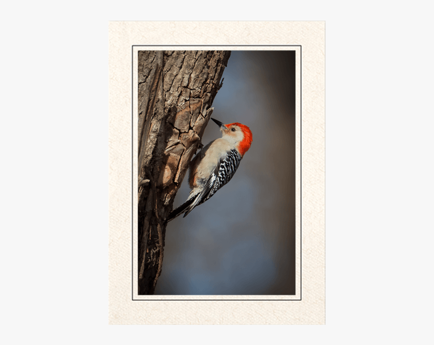 Red Bellied Woodpecker, HD Png Download