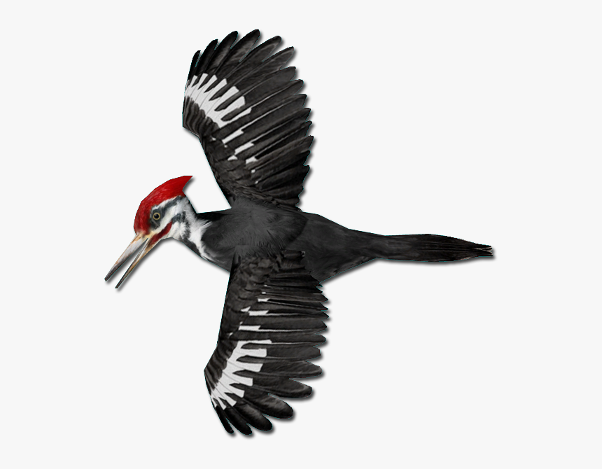 Woodpecker Png - Pileated Woodpecker Woodpecker Png, Transparent Png