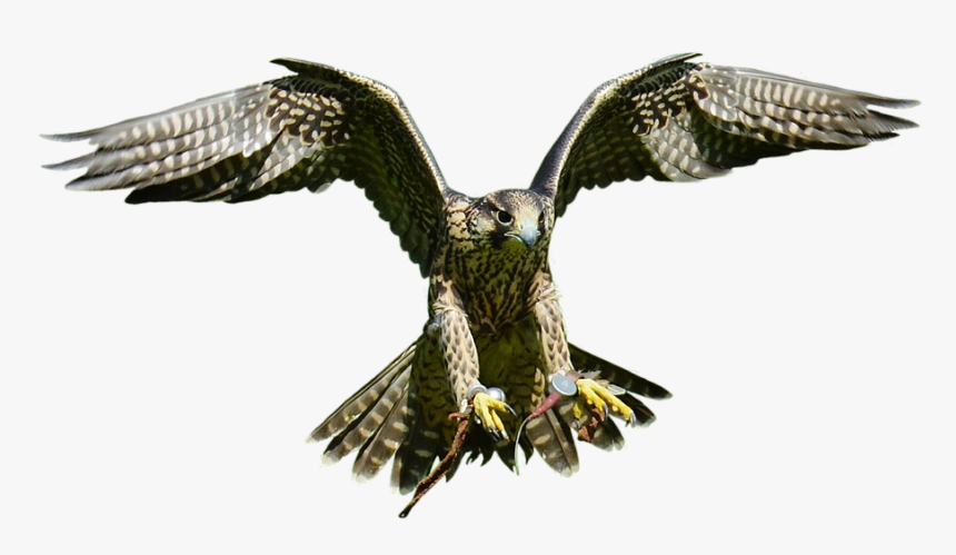 Bald Eagle Bird Hawk - Eagle, HD Png Download