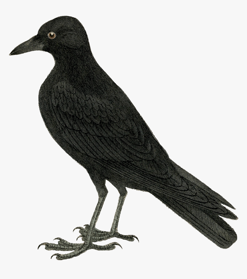 Woodpecker Png Photo Background - Raven Printable, Transparent Png