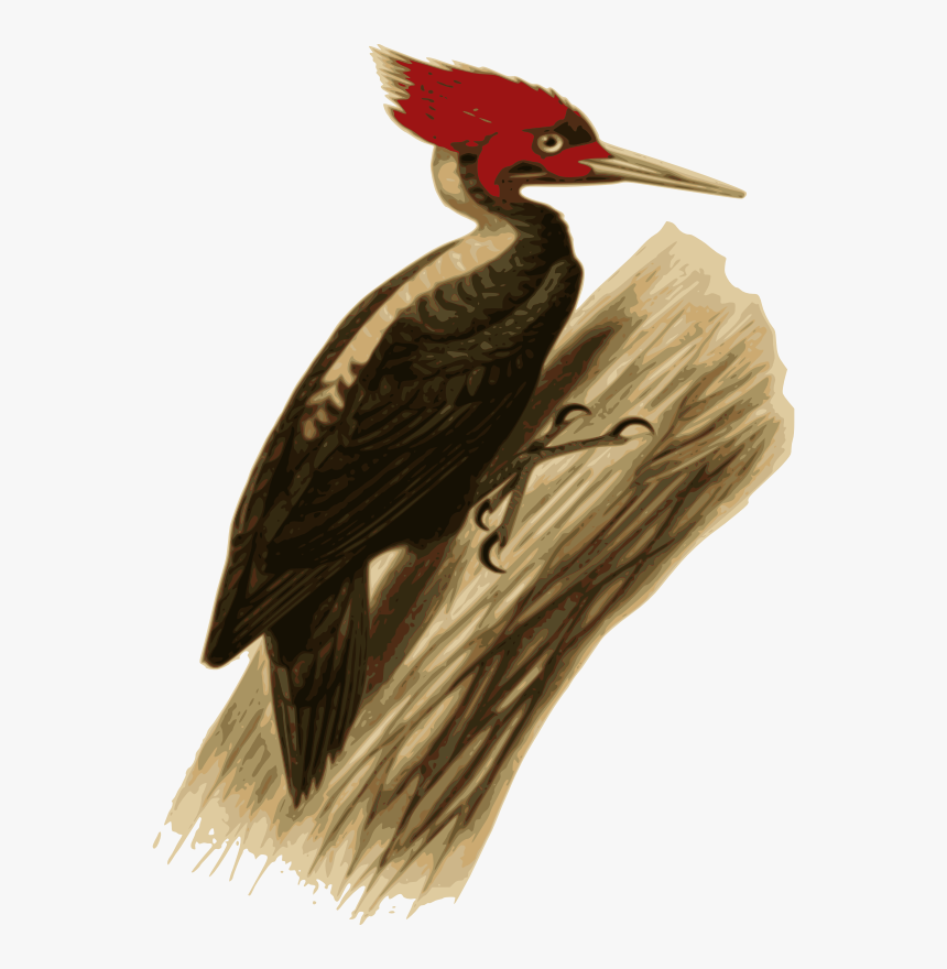 Woodpecker - Carpintero Lomo Blanco Dibujo, HD Png Download