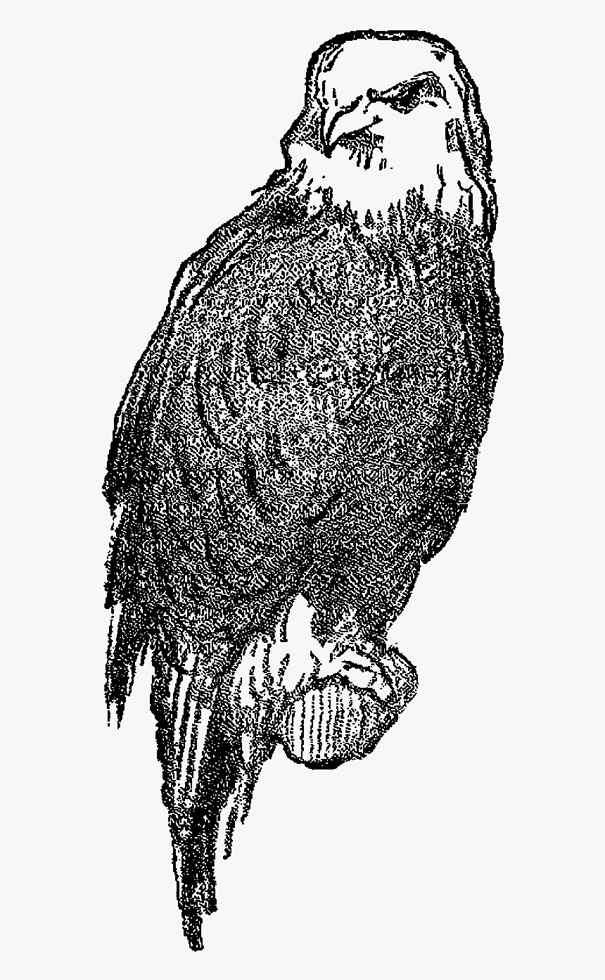 Bird Eagle Digital Image - Falcon, HD Png Download