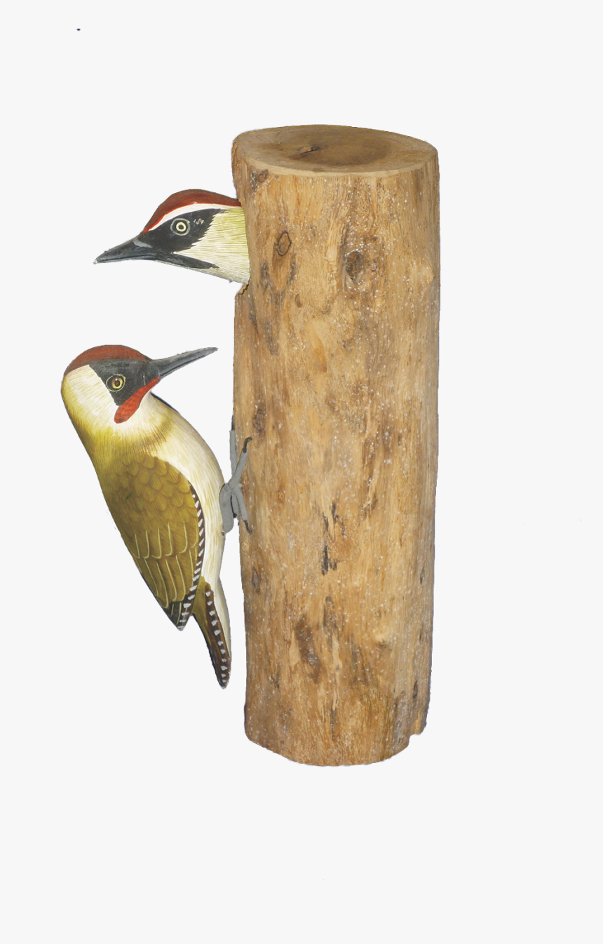 Log In To Your Account - Northern Flicker, HD Png Download