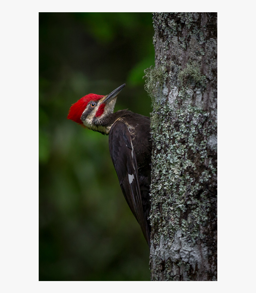 Pileated Woodpecker, HD Png Download
