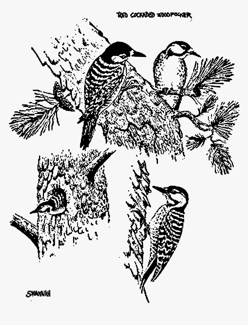 Red Cockaded Woodpeckers Clip Arts - Red Cockaded Woodpecker, HD Png Download