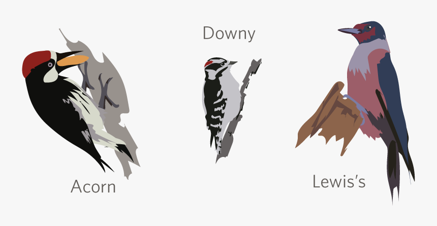 Leuconotopicus, HD Png Download