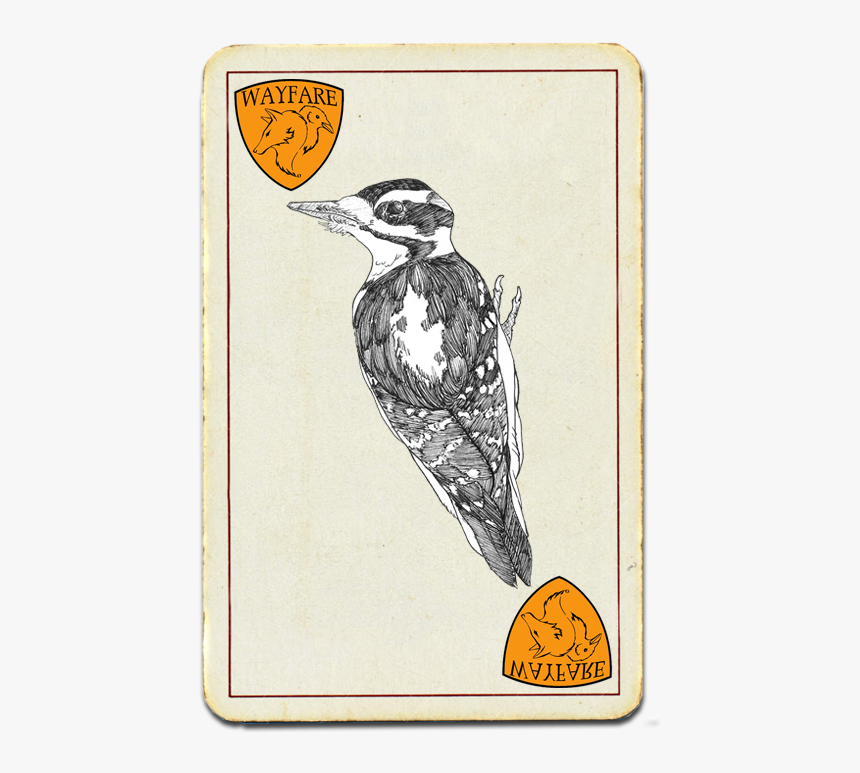 Wayfare S Most Wanted - Leuconotopicus, HD Png Download