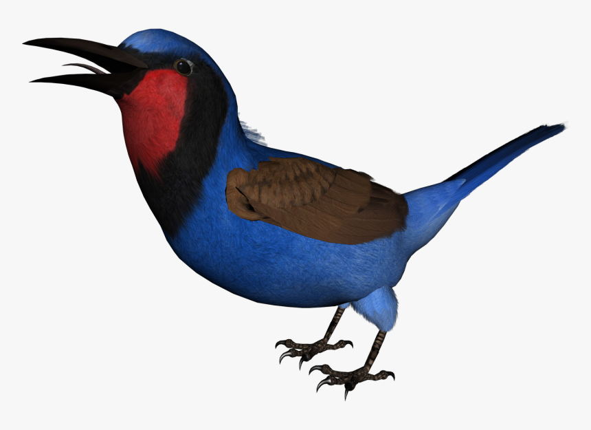 Posted By Todd A At - Swallow, HD Png Download