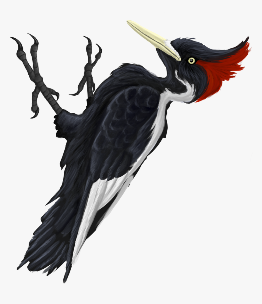 Ivory-billed Woodpecker, HD Png Download