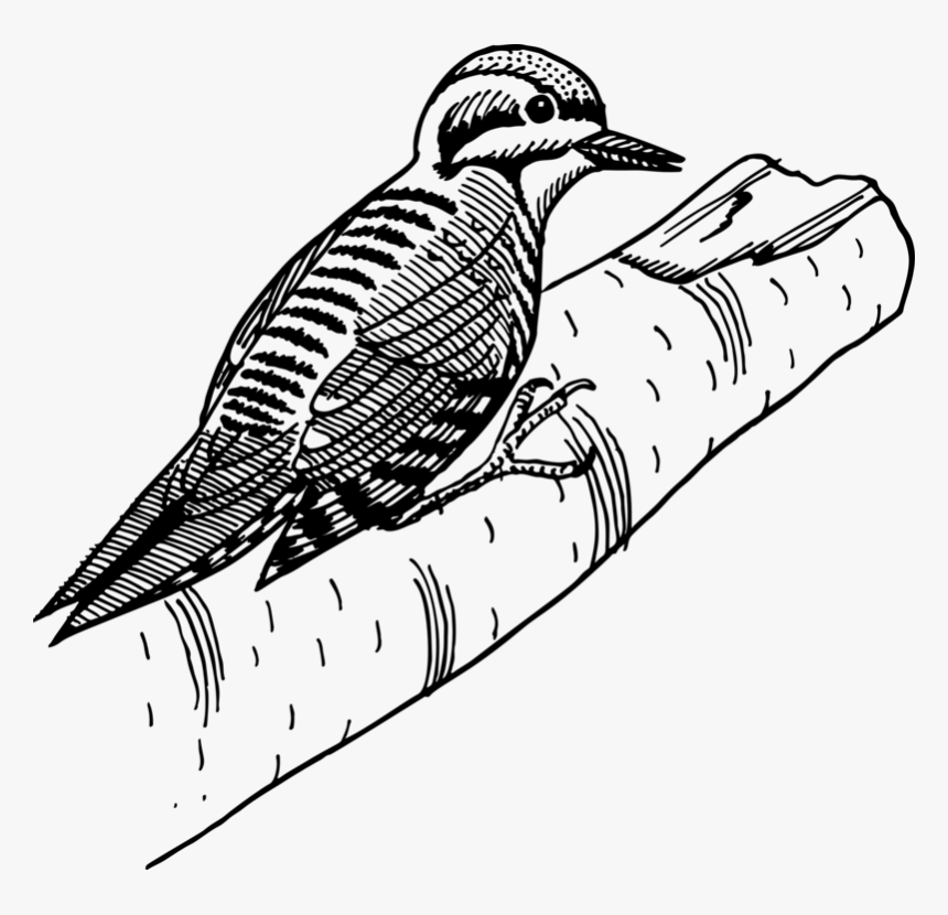 Line Art,cuckoo,coloring Book - Woodpecker, HD Png Download