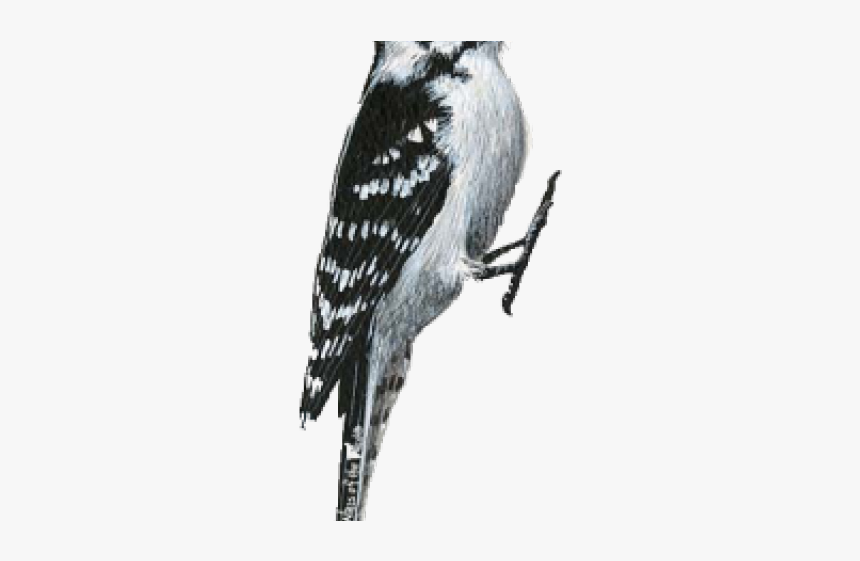 Woodpecker Transparent Background, HD Png Download