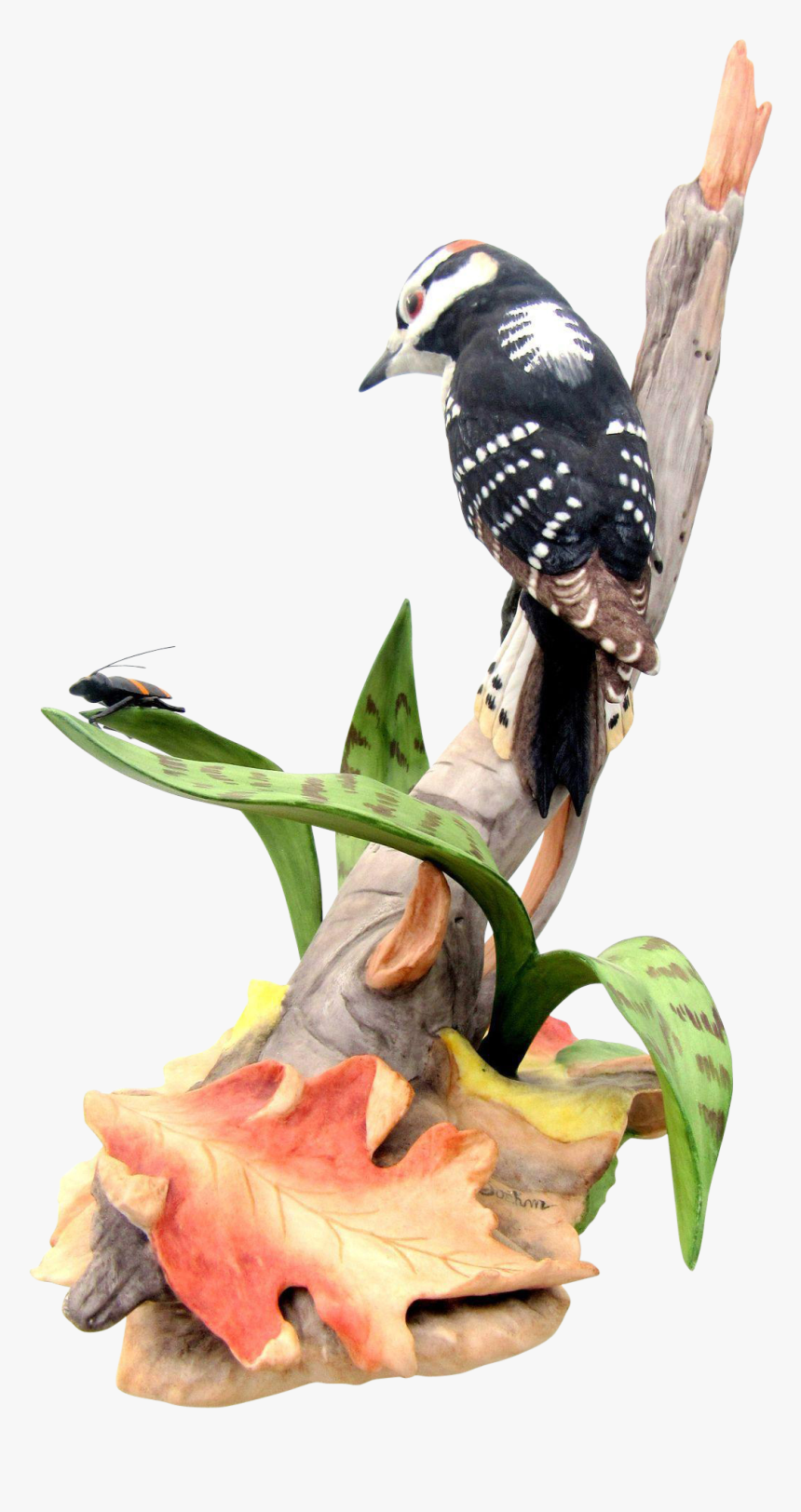 Leuconotopicus, HD Png Download