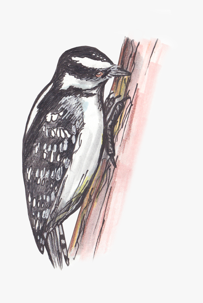 Leuconotopicus, HD Png Download