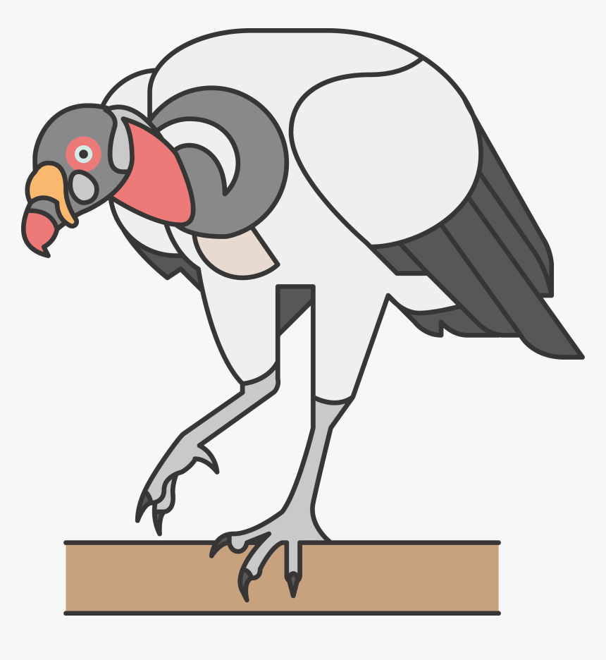 Transparent Ostrich Clipart - Common Ostrich, HD Png Download