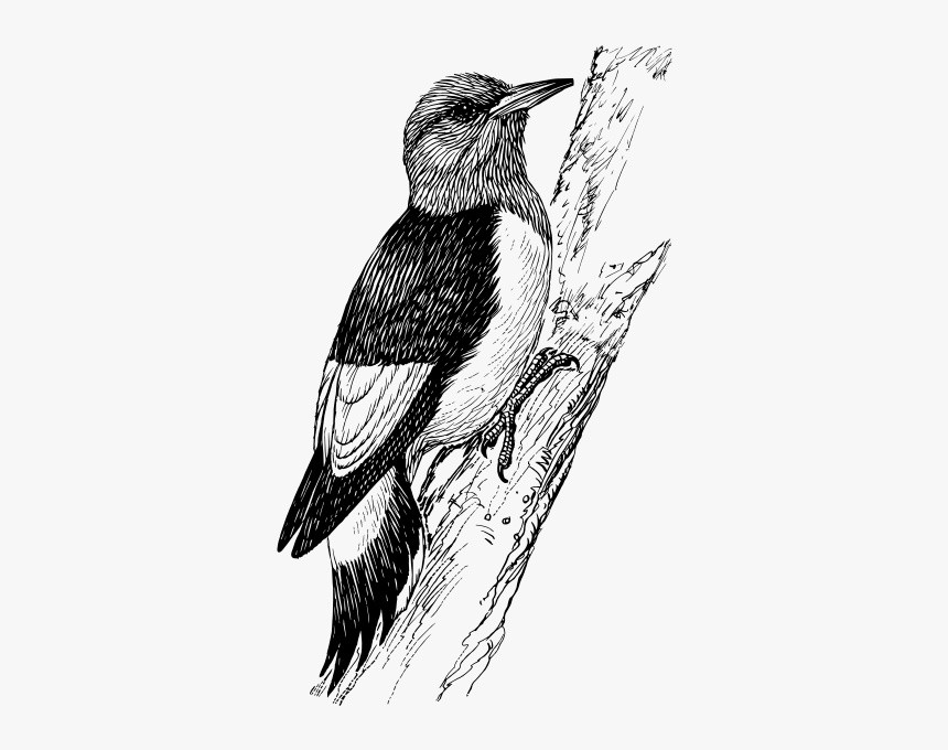 Woodpecker, HD Png Download