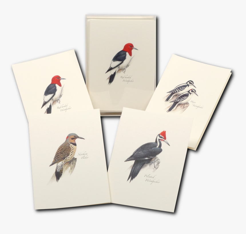 Northern Flicker Bird, HD Png Download