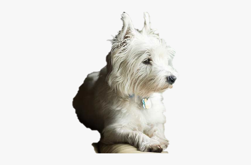 Dog Looking Background Png - Sad Dog Small, Transparent Png