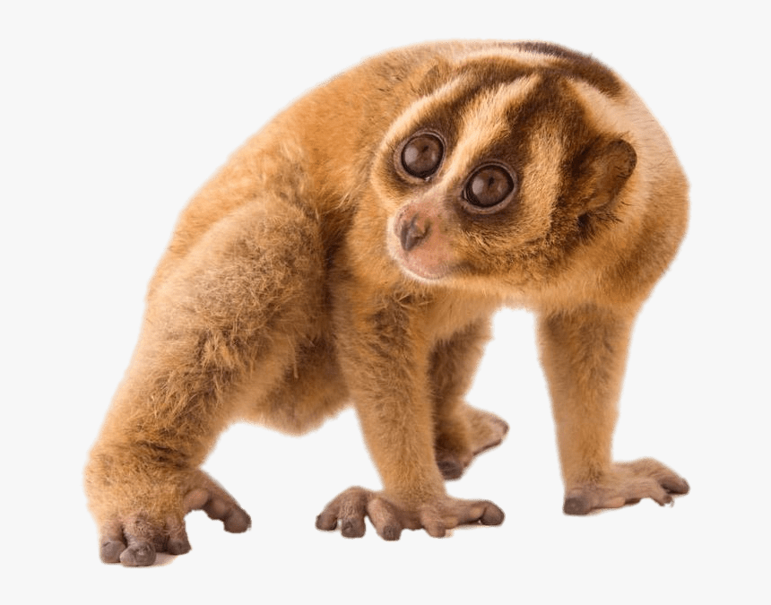 Loris Lent - Copyright Free Slow Loris, HD Png Download