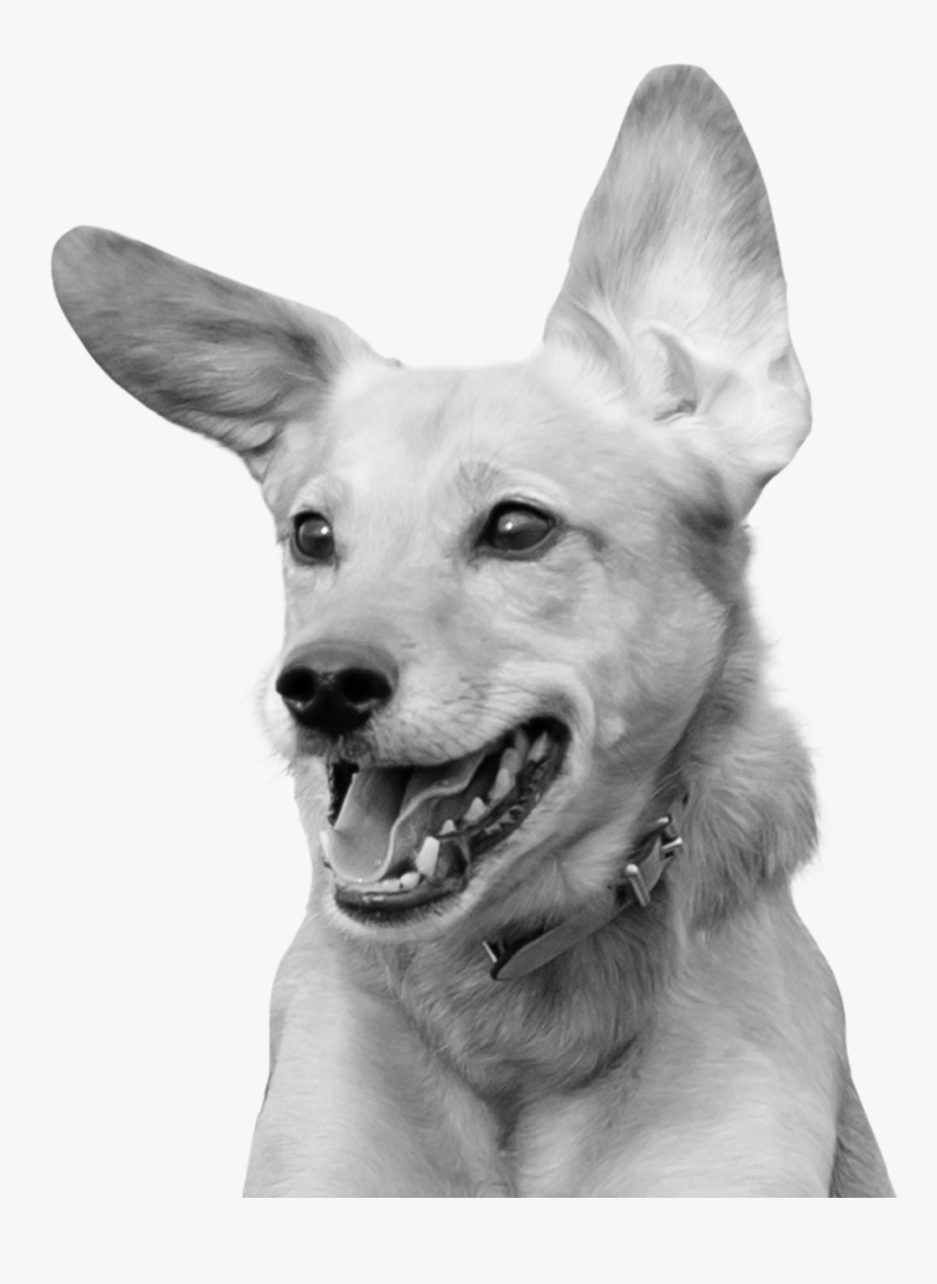 Excited Photograph, HD Png Download
