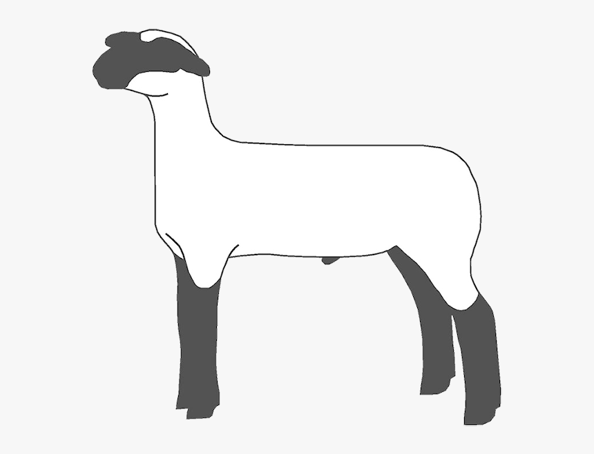 Lamb Clipart Two - Show Lamb Clip Art, HD Png Download