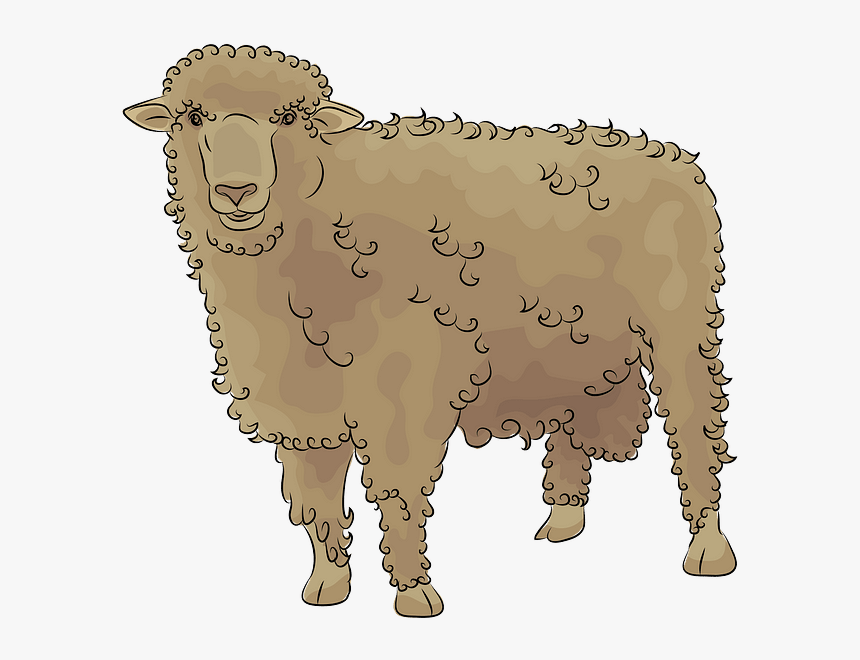 Sheep, HD Png Download