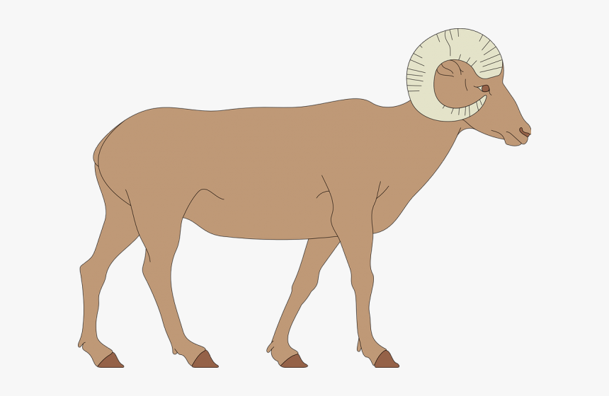 Transparent Sheep Clipart Png - Bighorn Sheep Clipart, Png Download