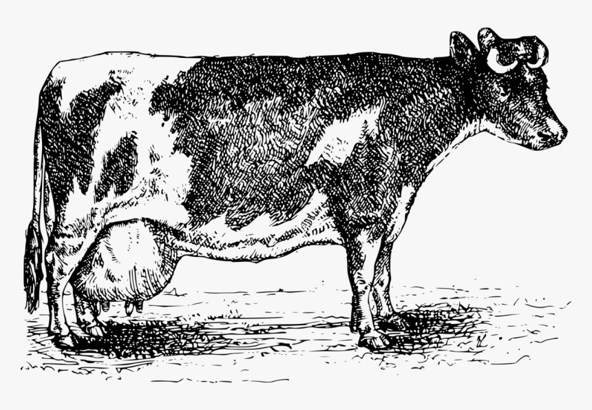 Transparent Dairy Cow Png - Cattle, Png Download