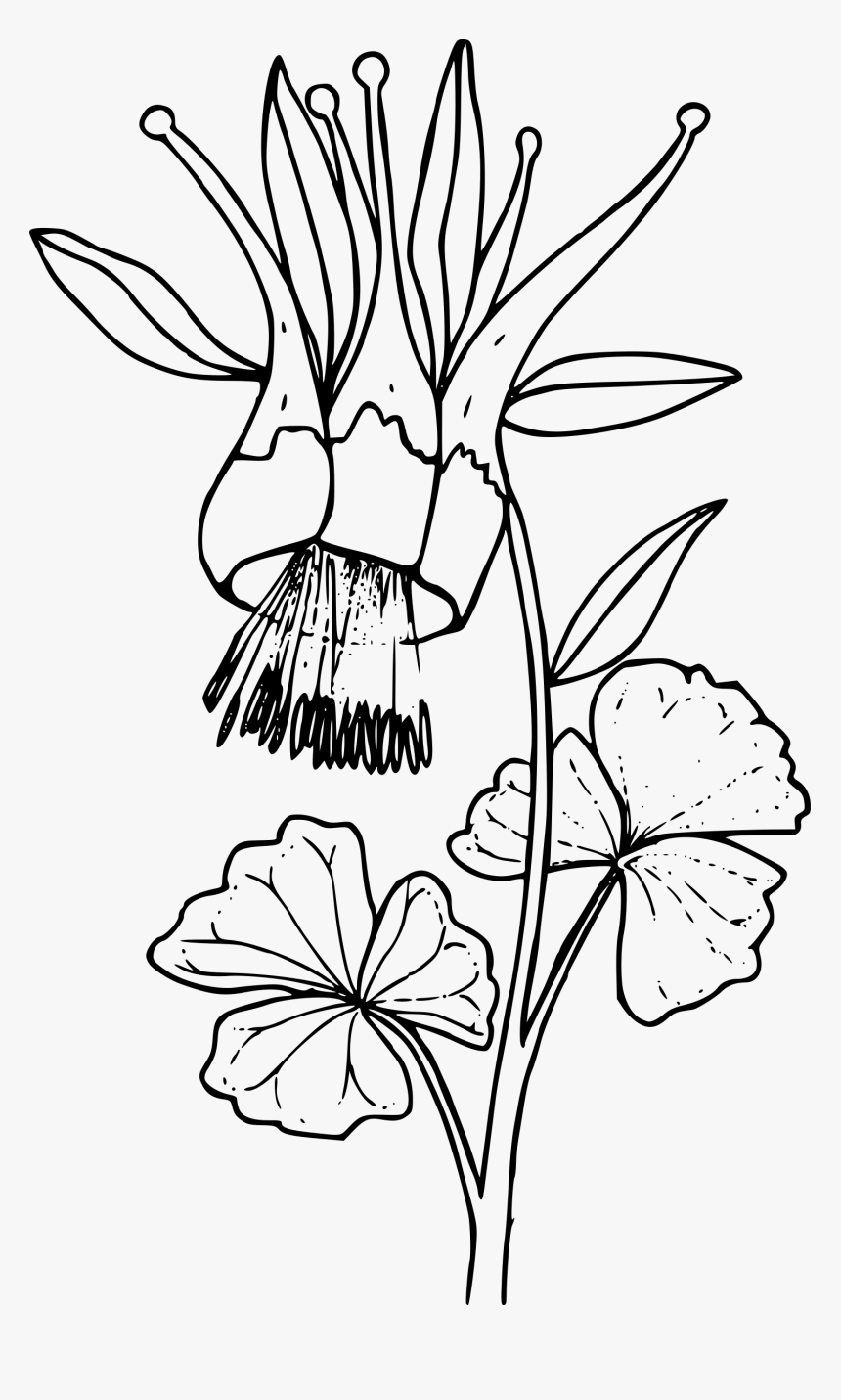 Western Columbine Clip Arts - Monochrome Water Color Png, Transparent Png