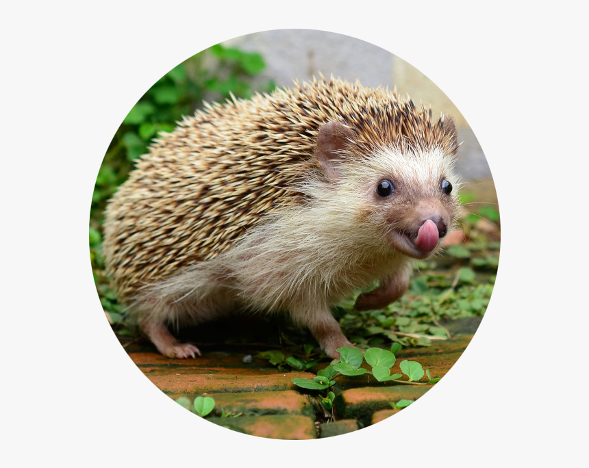Good Pets To Have In Your Room, HD Png Download