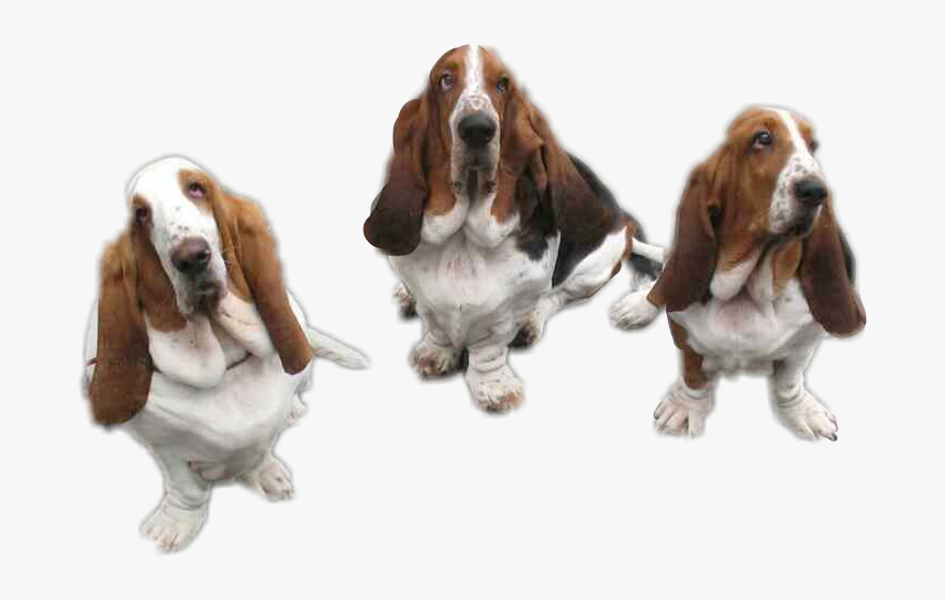 Transparent Basset Hound Png - Basset Hound, Png Download