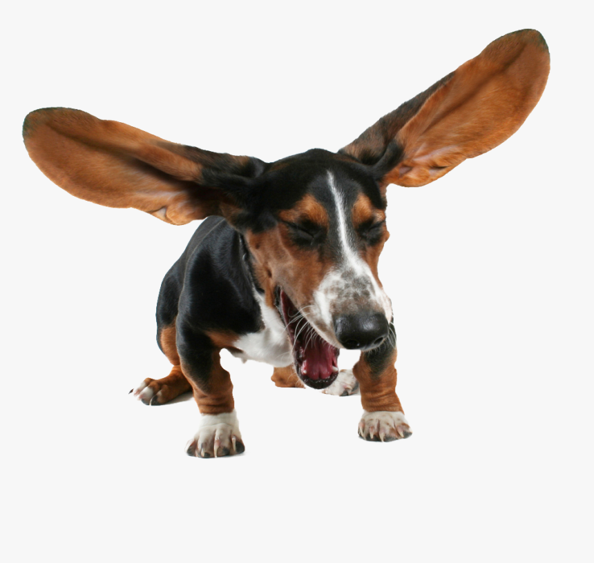 Basset Hound Png Transparent Images - Sneezing Pets, Png Download