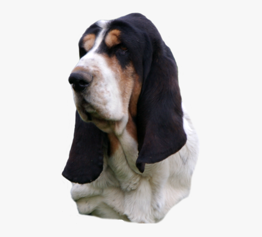 Basset Hound Head Study, Black Nose Sailor Maintain - Basset Hound Head Png, Transparent Png