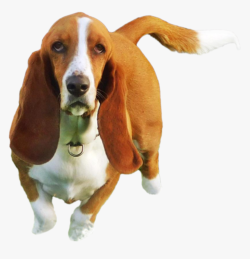 Basset Hound, HD Png Download