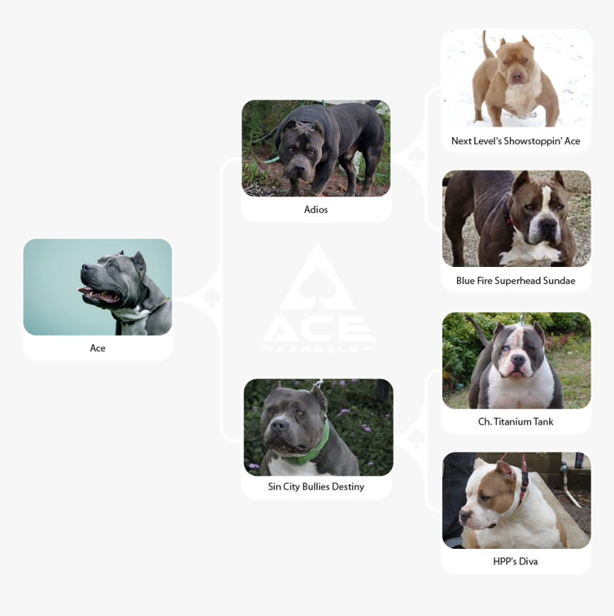 Ace Family Chart Horizontal-01 - Olde English Bulldogge, HD Png Download