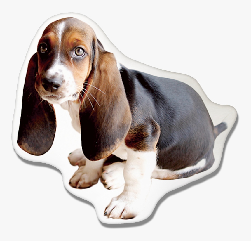 Basset Hound Pillow - Michigan State Basset Hound, HD Png Download