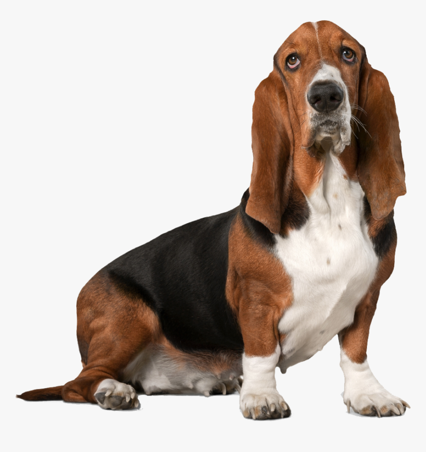 Basset Hound, HD Png Download