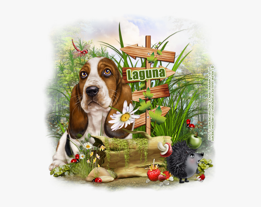 Basset Hound, HD Png Download