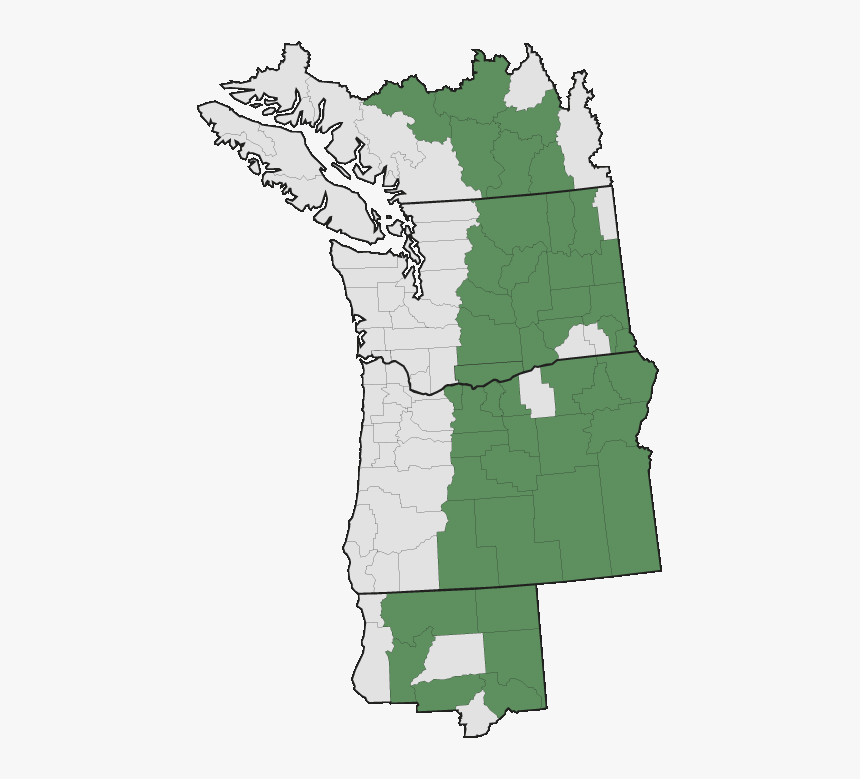 Transparent Desert Tree Png - Poison Hemlock Pacific Northwest Range Map, Png Download