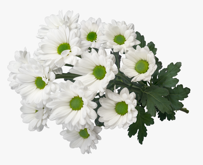 Sp My White 3d2 - Oxeye Daisy, HD Png Download