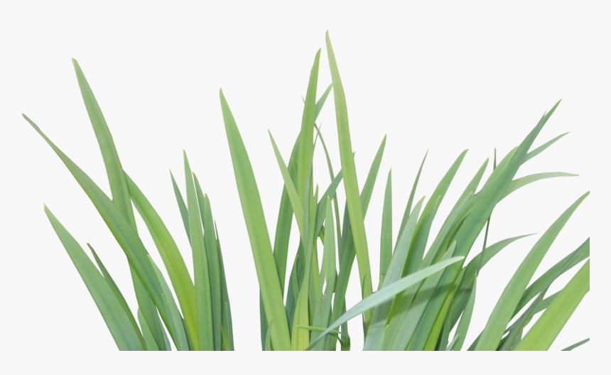 Image By Veronicalovesart - Grass, HD Png Download