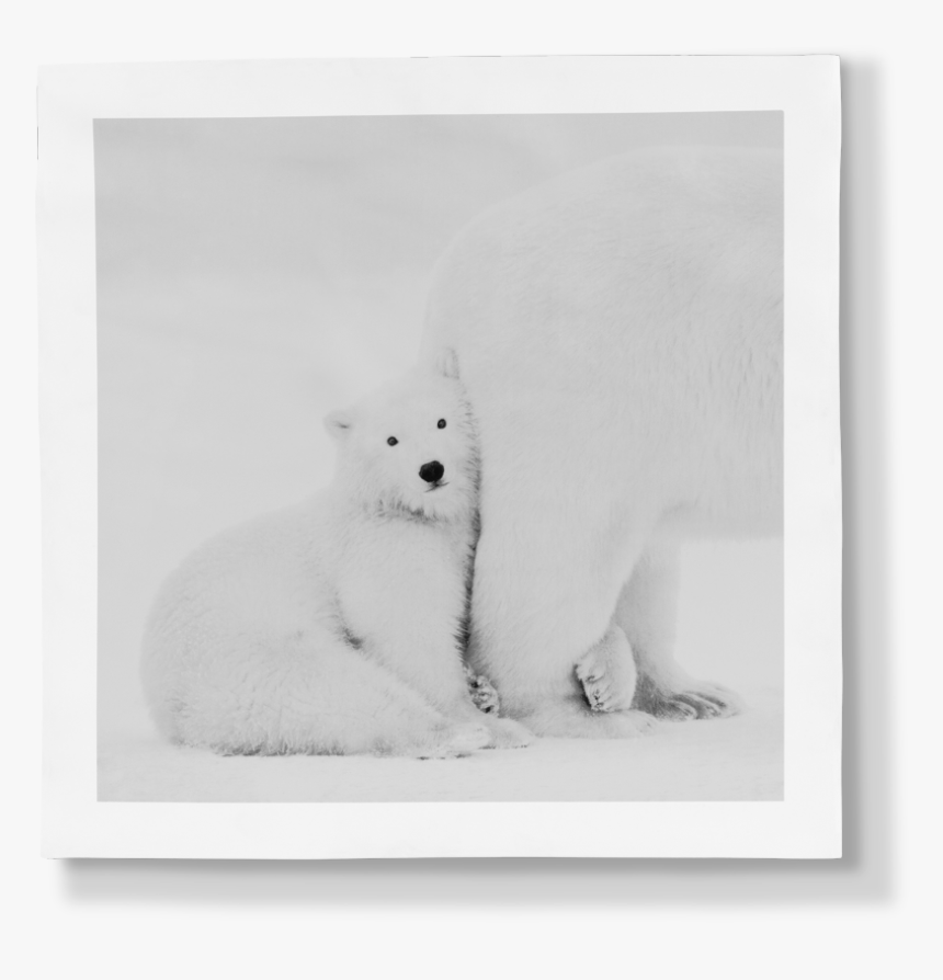 Polar Bear, HD Png Download