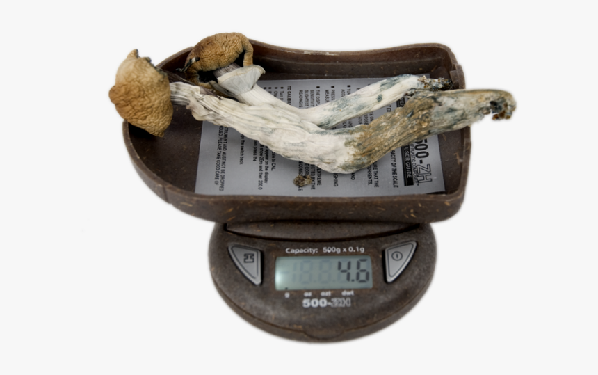My Weigh 500 Zh Digital Pocket Scale Mushrooms 
 Title - Antique, HD Png Download