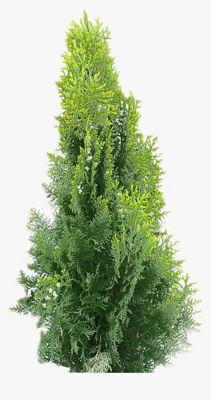 Arborvitae Transparent Png, Png Download
