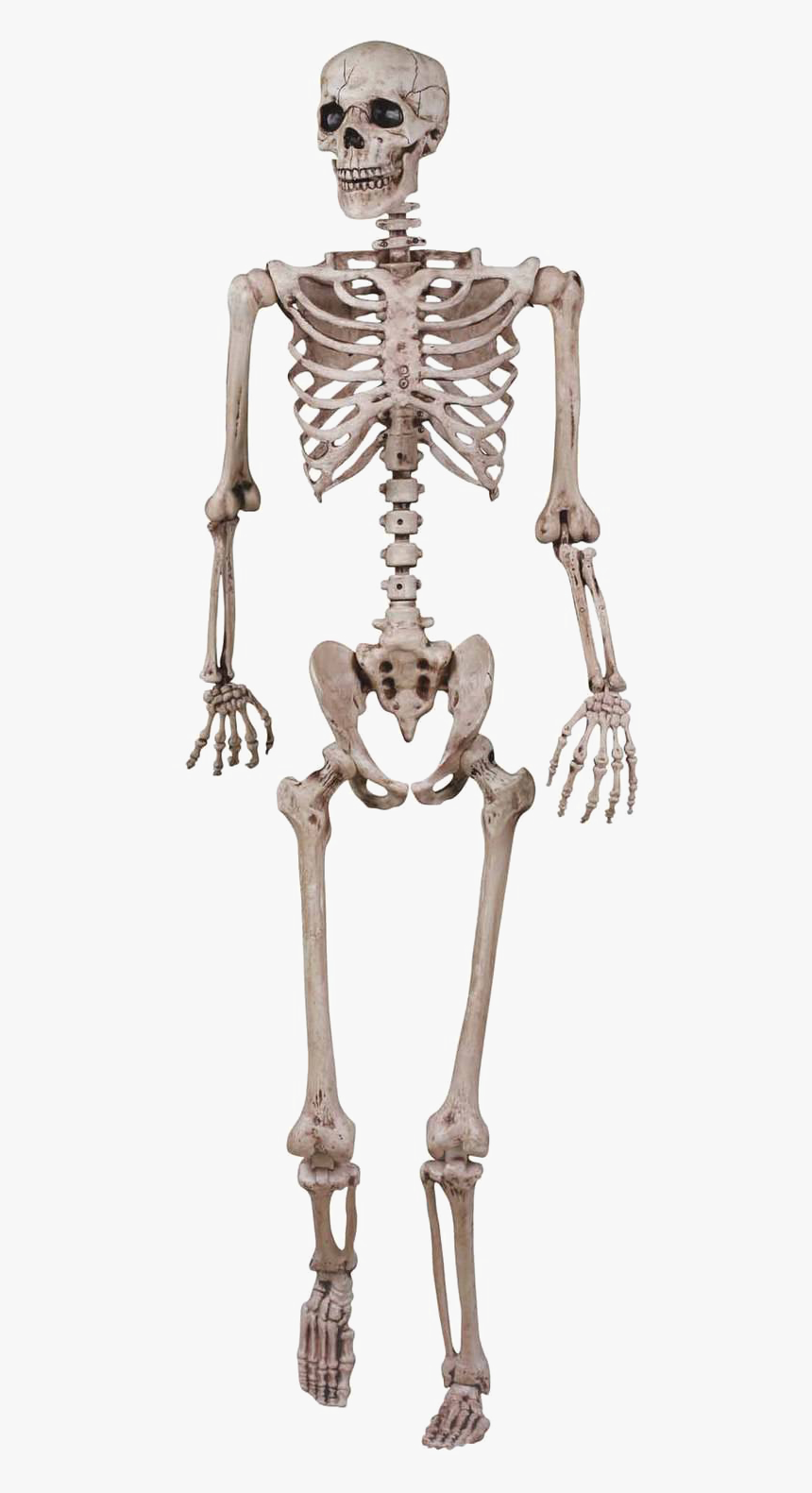 Halloween Skeleton Vector Free Png Image - Grade 5 Skeletal System, Transparent Png