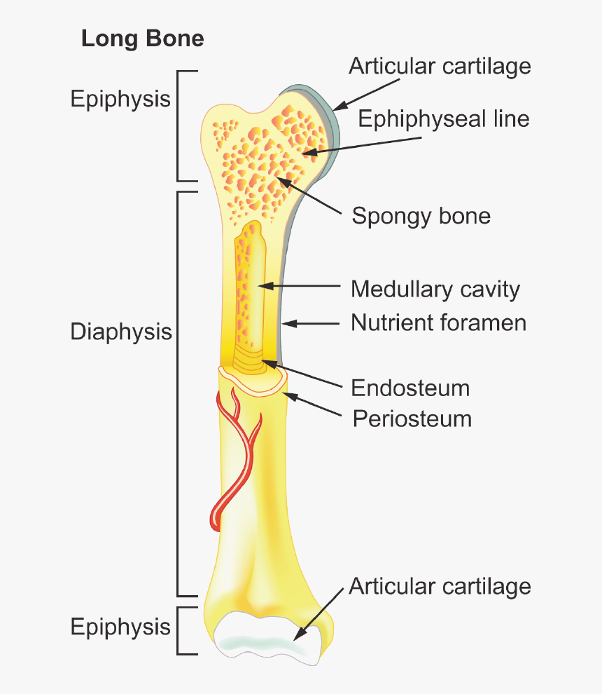 General Features Of Long Bones, HD Png Download