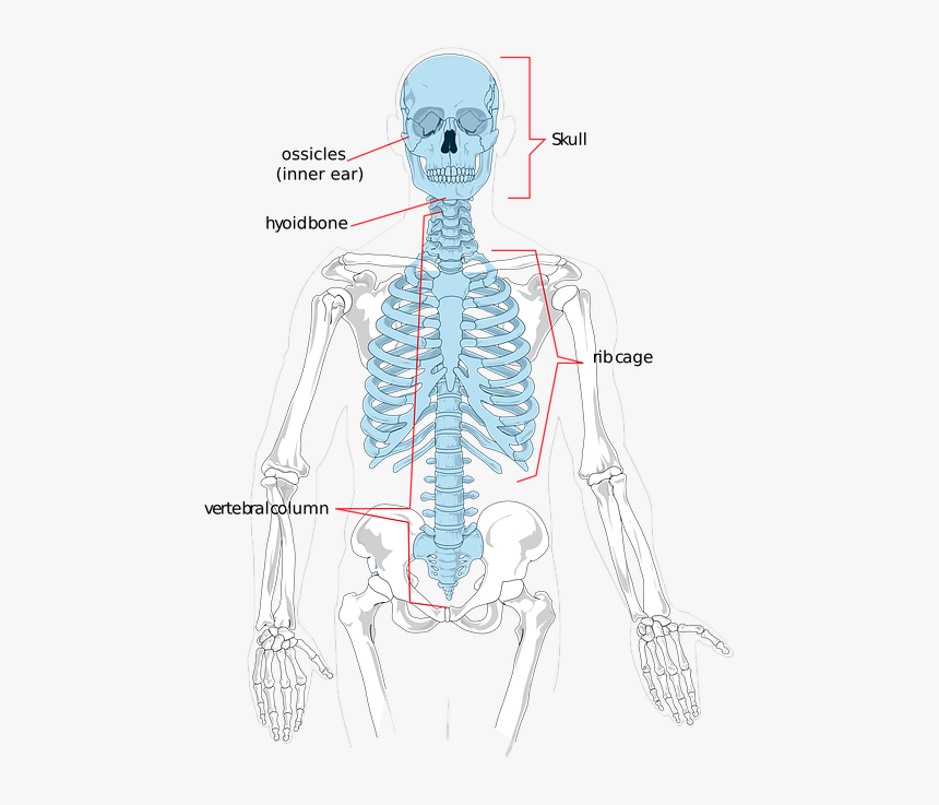 Skeleton, Bones, Human, Science, Diagram, System - Axial Skeleton X Ray, HD Png Download