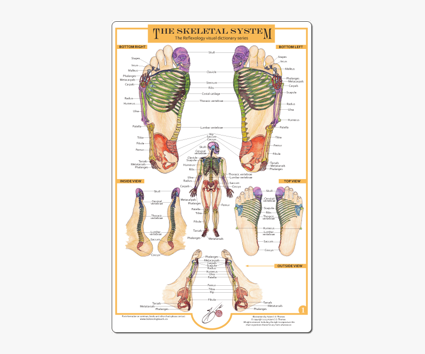 Reflexology Of The Foot The Skeletal System, HD Png Download